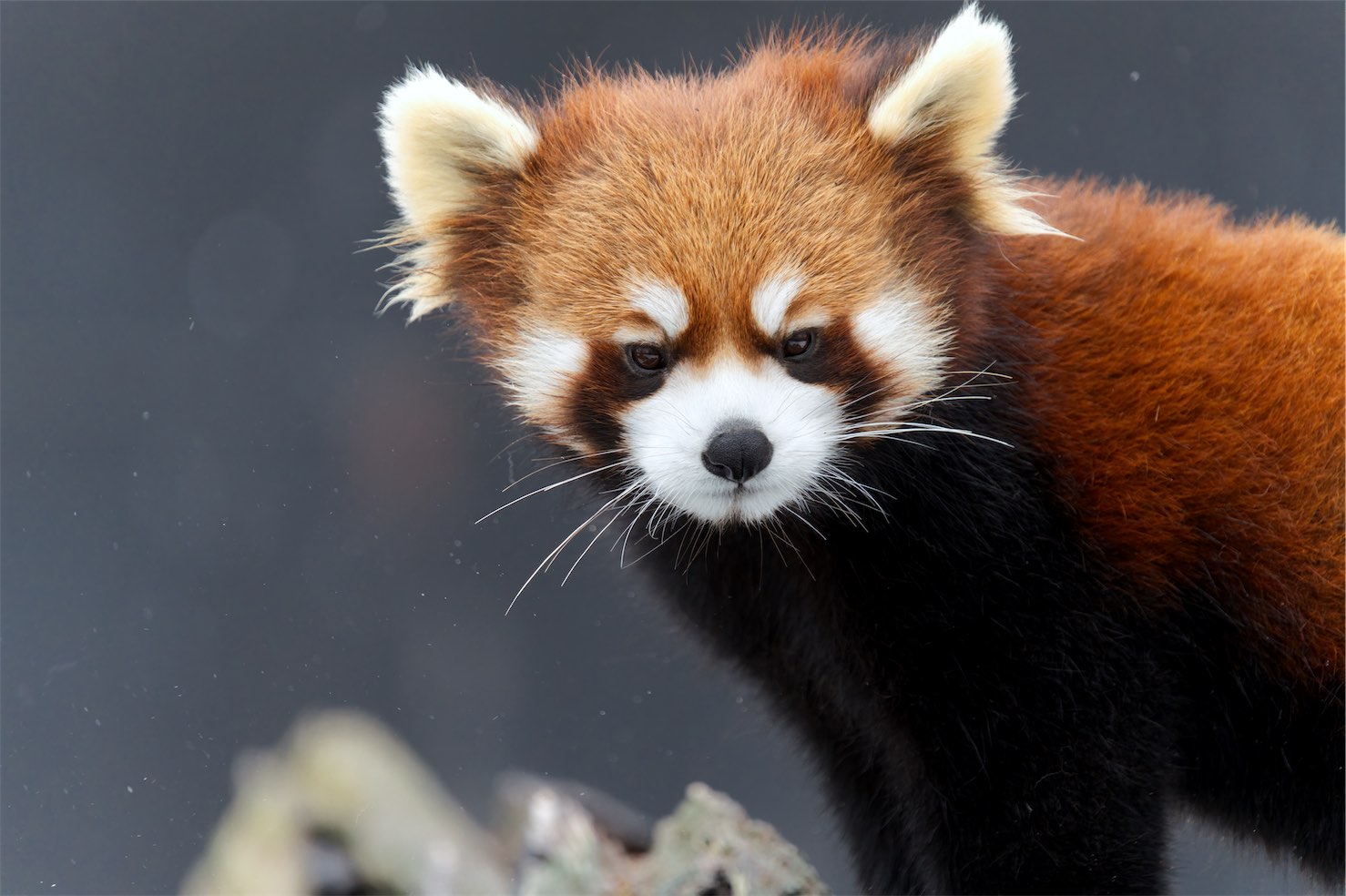 Red Panda 2 0304